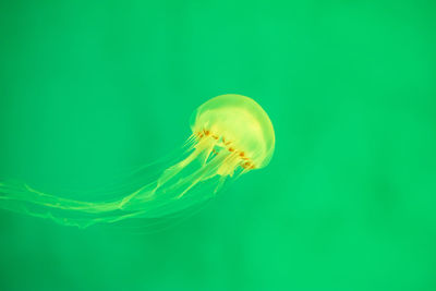 Close-up of jellyfish in water