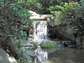 Scenic view of waterfall in forest