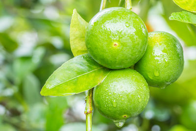 Close-up of fresh green lemon fruit on tree