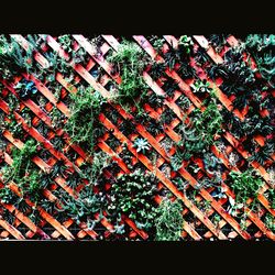 pattern