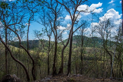 Trees in forest against blue sky