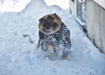 Dog in snow