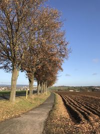 Trees on field against sky