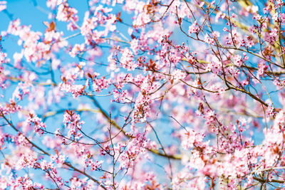 Low angle view of cherry blossoms against sky