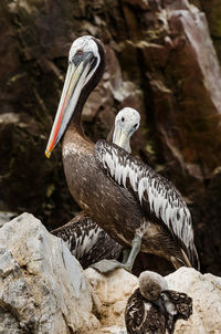 Close-up of pelican perching on rock