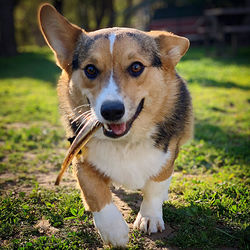 Close-up portrait of dog on field