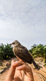 Close-up of hand holding bird