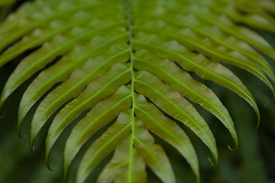 Close-up of leaves