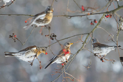 Birds perching on tree during winter