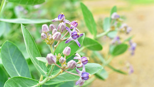 Close-up of insect on purple flowering plant