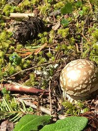 High angle view of mushroom on field