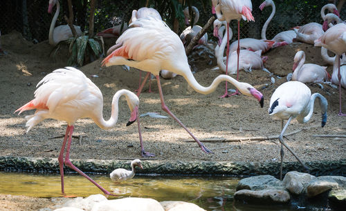 Flamingos by pond at zoo