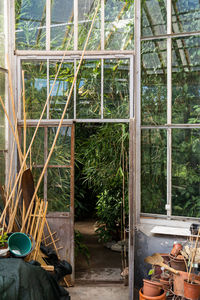 Plants growing in greenhouse