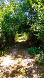 Footpath amidst trees in forest