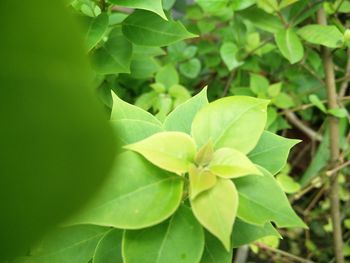 Close-up of leaves