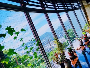 Plants seen through glass window of building