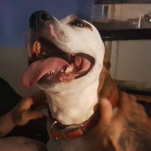 Close-up of woman with dog