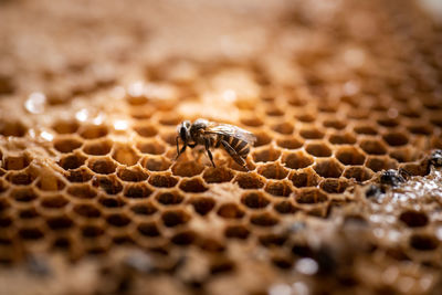 Close-up of bee on its hive
