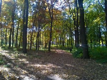 Trees in forest