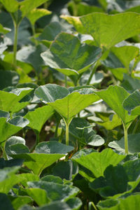 Close-up of green leaves on plant