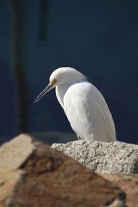 Close-up of seagull perching on rock