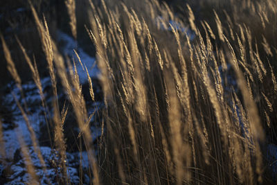 Close-up of stalks in field