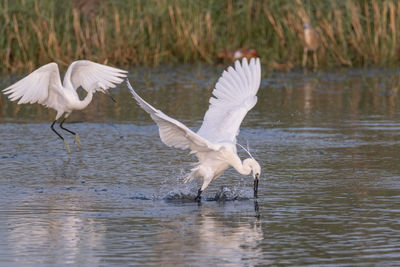 Western reef heron fishing in the pond