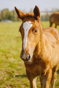  close-up portrait of a horse against nature background. horse breeding, animal husbandry