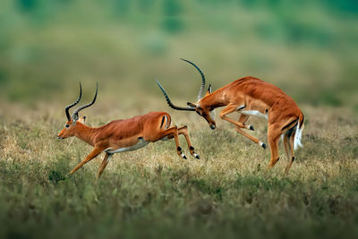 Impalas at hells gate national park