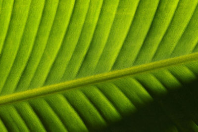 Full frame shot of palm leaf