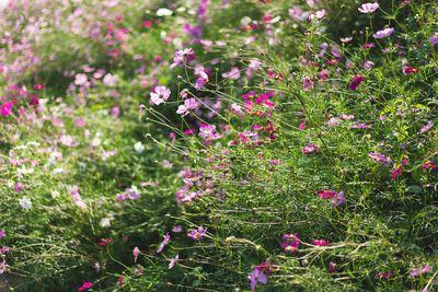 View of insect on pink flowering plants