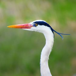 Close-up of a bird