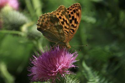 Close-up of butterfly pollinating on thistle