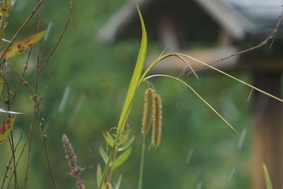 Close-up of plant growing on field