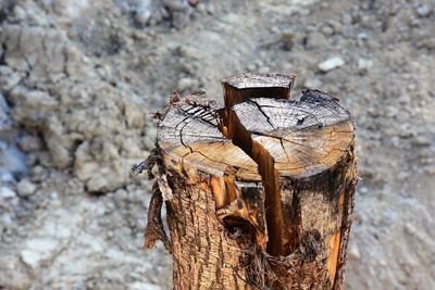 Close-up of tree trunk