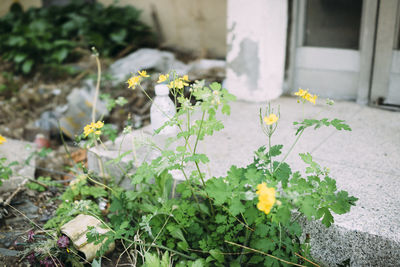 Close-up of flowers growing in yard