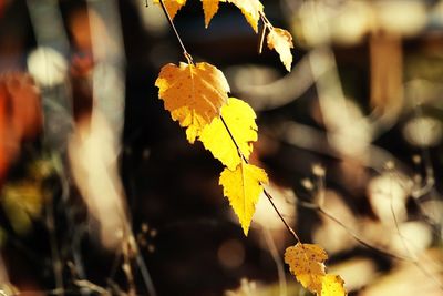 Close-up of yellow leaves on plant