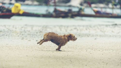 Dog on beach