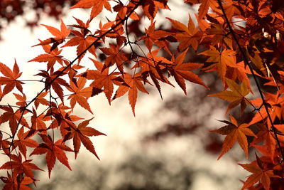 Close-up of maple leaves on branch