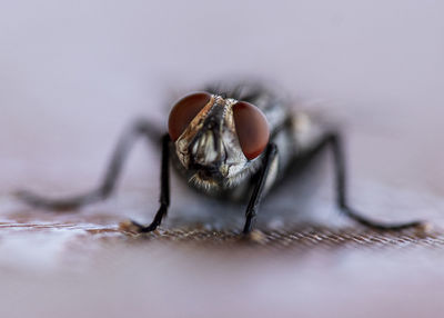 Close-up of fly