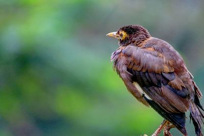 Close-up of owl perching on leaf