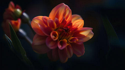 Close-up of red flower