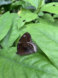 Close-up of butterfly on leaves