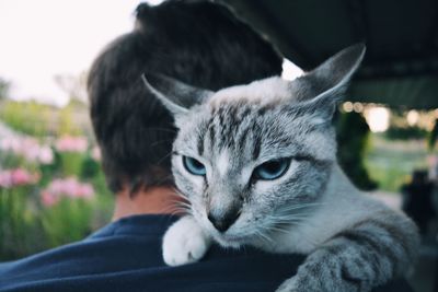 Close-up portrait of cat