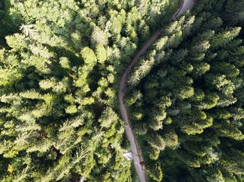 High angle view of road amidst trees in forest