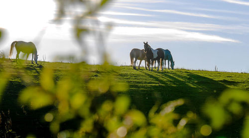 Horses grazing on field against sky