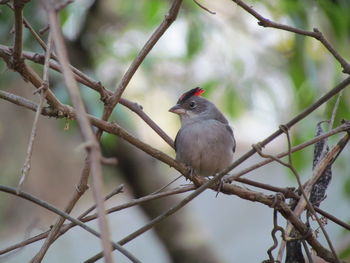 Close-up of bird perching on branch