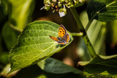 Close-up of butterfly on leaf