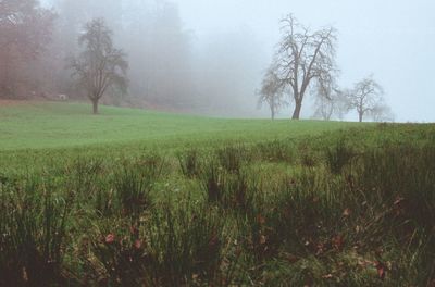 Scenic view of grassy field against sky