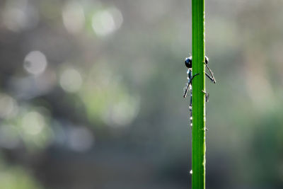 Close-up of fresh green plant